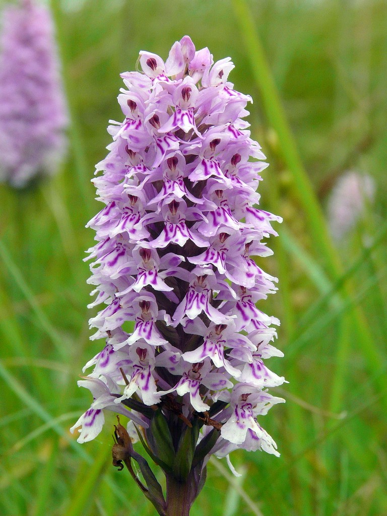 Orchidee d''Irlanda